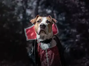 Why do vampires always look sick?