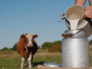 Why does a milking stool only have two legs?