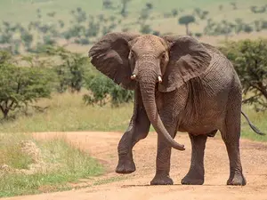 Why does an elephant wear sneakers?