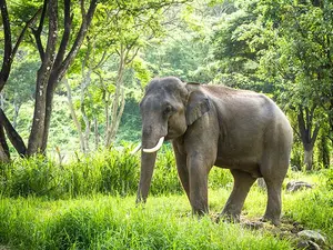 Why don't elephants like playing cards in the jungle?