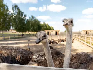 Why don't ostriches fly ?