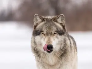 Why don't wolves like fast food?