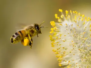 Why is a bee's hair always sticky?