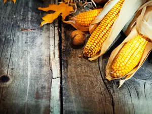 Why is corn so popular on Thanksgiving?