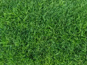 Why is grass so dangerous?