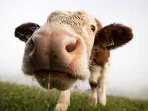 Why is it hard to talk to a shy cow?