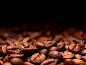 Why is the coffee bean so sensitive?