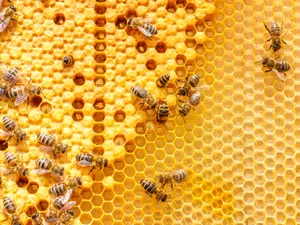 Why is there so much gossip in a beehive?