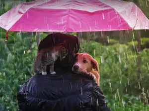 Why should you watch out when it's raining cats and dogs?