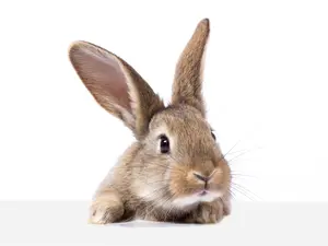 Why was the bunny upset?