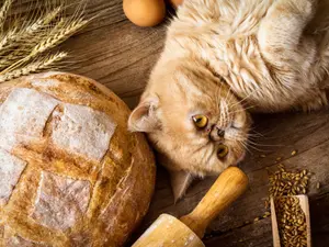 Why was the cat hired at the bakery?