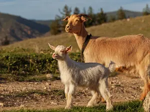 Why was the goat sad when her son went to college?