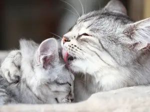 Why was the new feline mom always so tired?