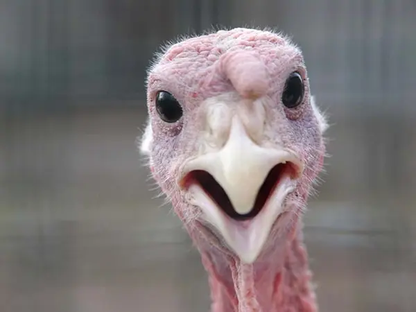 18 Unforgettable Thanksgiving Hot Takes