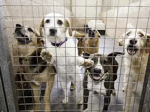 Why were the animal shelters at full capacity in the spring?