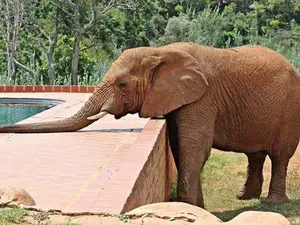 Why were the elephants thrown out of the swimming pool?