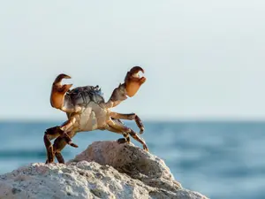 Why wouldn't the beachside shop take the crab's money?