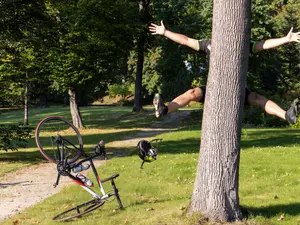 You Wood Knot Be-leaf How Funny These 20 Tree Jokes Are